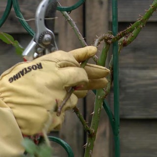 Rosen und Stauden zurückschneiden