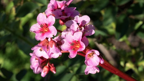 Bergenien: Bergenia Hybride