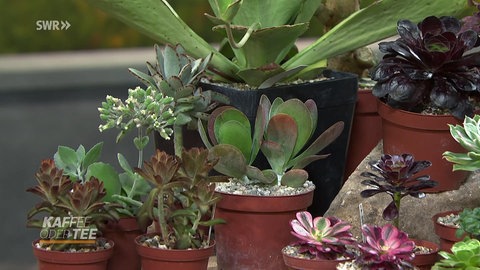 Dickblattgewächse im Studio