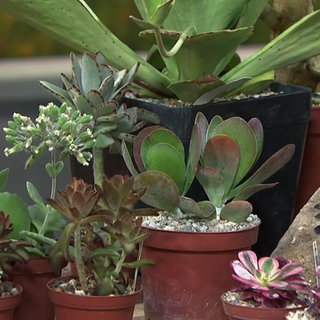 Dickblattgewächse im Studio