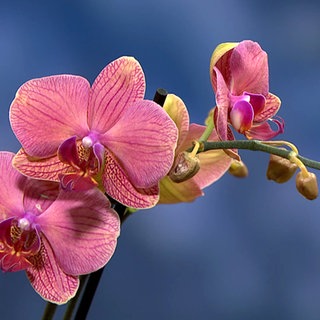 Orchideen