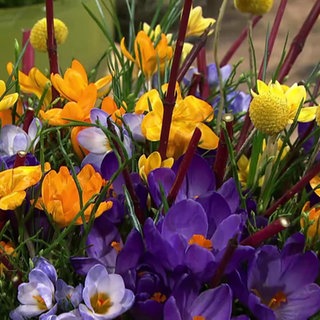 Tischdekoration "Krokuswiese"