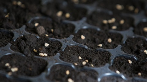 Tomaten vorziehen: Samen auf der Erde