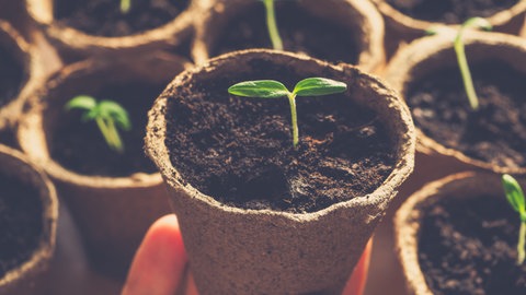 Tomaten vorziehen: Kleine Tomatenpflanzen