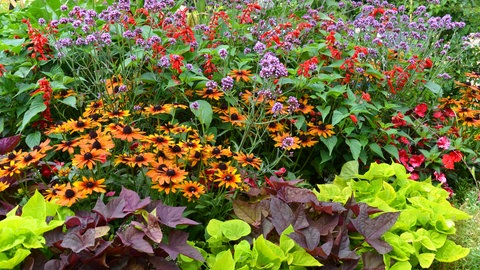 verschiedene Stauden im Staudenbeet