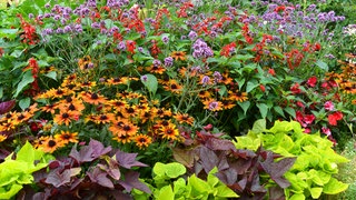 verschiedene Stauden im Staudenbeet