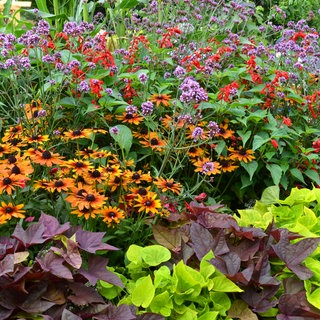 verschiedene Stauden im Staudenbeet