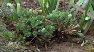 Bei der Arbeit im Garten