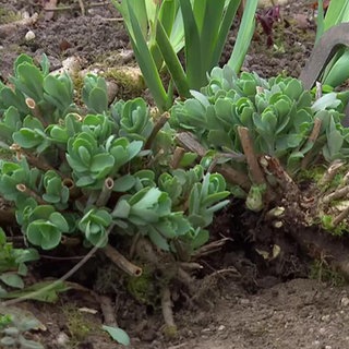 Bei der Arbeit im Garten
