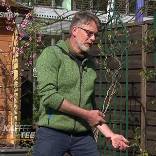 Von Rosen bis Rasen: so düngen Sie richtig