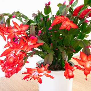 Weihnachtskaktus mit roten Blüten