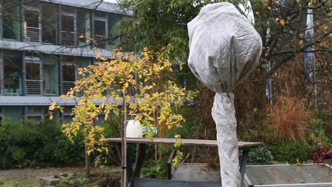 Rosenstämmchen mit Jute umhüllt