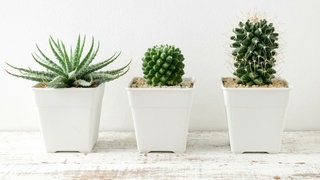 verschiedene Kakteen