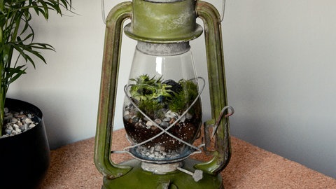 Mini-Terrarium im Glaskolben einer alten Öllampe. Flaschengärten kann man leicht selber machen: Eine Anleitung.