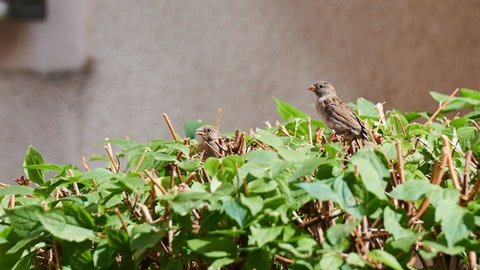 Zwei junge Haussperlinge sitzen auf einer Hecke vor einem Mehrfamilienhaus.