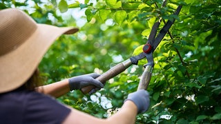 Eine Frau trimmt eine Hecke mit einer großen Gartenschere.