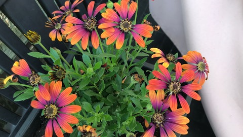 Eine Pflanze hat unter Starkregen Blüten gelassen.