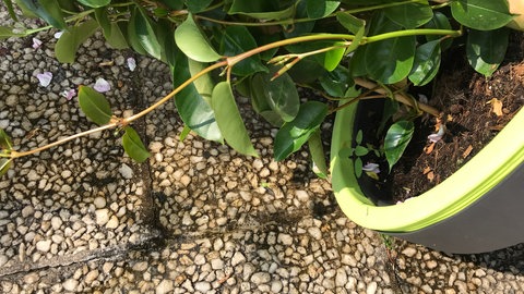 Jemand kippt das Wasser aus einem Pflanzenkübel aus.