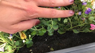Die Erde einer Pflanze steht nach Regen im Wasser. Zu viel Regen: Kübelpflanzen auf Balkon und Terrasse stehen seit Tagen unter Wasser. Wir geben Tipps, wie Sie Gemüse und Blumen retten können.
