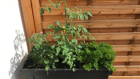 Schnittlauch, eine Cherrytomaten-Pflanze und Petersilie wachsen in einem Hochbeet.