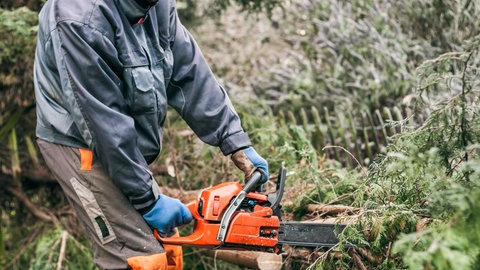 Mann mit Motorsäge zerkleinert einen Baum: Streit unter Nachbarn - Was tun bei Gefahr durch Bäume, bei störendem Lärm und Licht?
