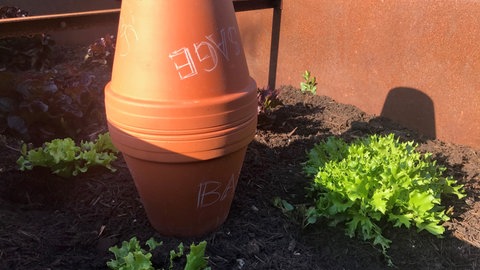 Zwei Blumentöpfe als Wasserspeicher heißen "Olla" und werden in die Erde eingegraben
