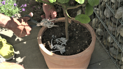 Werner Ollig schneidet kleine Wollschnipsel mit einer Schere in einen Blumentopf aus Ton. Dahinter ist eine Steinwand.