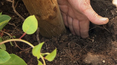 In einem Hanggarten wird oberhalb einer Pflanze ein Gießloch gegraben