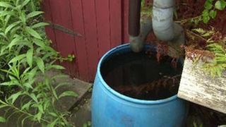 blaue Regentonne im Garten