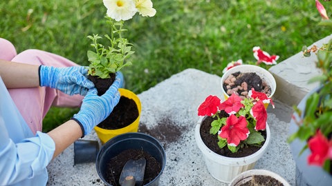 Frau pflanzt Blumen ein, mehrere Einweg-Blumentöpfe aus Plastik stehen im Garten. Derzeit kommen die ersten Mehrweg-Blumentöpfe auf den Markt.