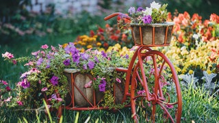 Blühendes Blumengarten im Garten im Sommer