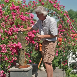 Horst Johnen liebt vor allem seine üppig blühenden Rosen.