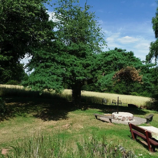 Die Regenschirmkiefer in der Westpfalz ist rund 250 Jahre alt.