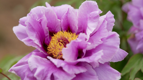 Gartenglück Startbild Playlist Alternativ