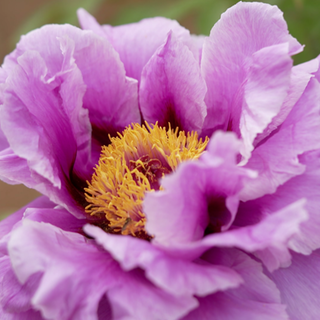 Gartenglück Startbild Playlist Alternativ