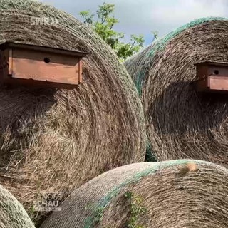 Riesiges Vogelhäuschen in Boppard