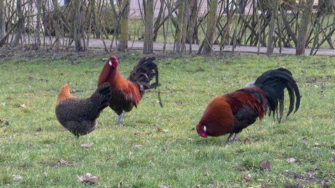 Westfälischer Totleger