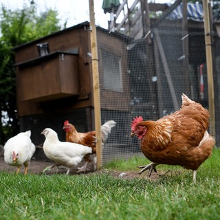 Hühner im Garten