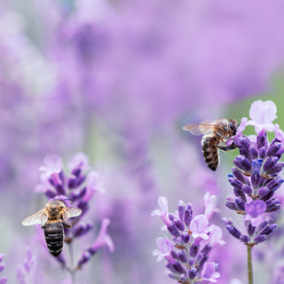 Hummeln bei Lavendelblüten