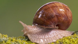 Schnecke