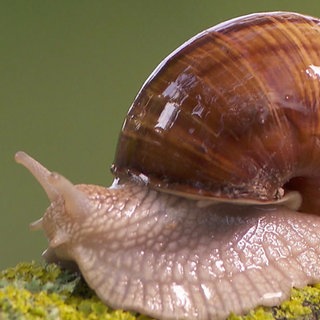 Schnecke