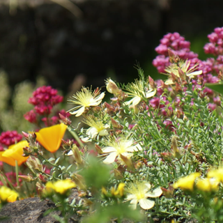 Stauden sind winterharte Pflanzen, die jedes Jahr aufs Neue wachsen. Ende Mai bis Anfang Juni ist die perfekte Zeit, um sie im eigenen Garten einzupflanzen.