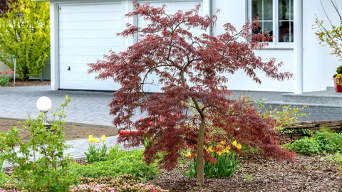 Ein dunkelroter Fächerahorn steht in einem Vorgarten vor einem weißen Haus. Kleine Bäume wie dieser Ahorn passen wunderbar in kleine Gärten.