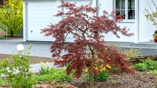 Ein dunkelroter Fächerahorn steht in einem Vorgarten vor einem weißen Haus. Kleine Bäume wie dieser Ahorn passen wunderbar in kleine Gärten.