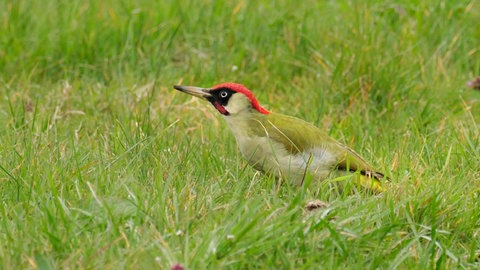 Ein Grünspecht sitzt in einer Wiese und ist auf Nahrungssuche, wobei er auch effektiv im Garten Ameisen jagt – ohne Chemie.
