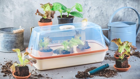 Anzuchtkasten bepflanzen und Pflanzen zuhause anbauen.