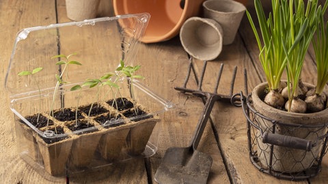 Anzuchtkasten aus einer alten Plastikverpackung mit kleinen Pflanzen.