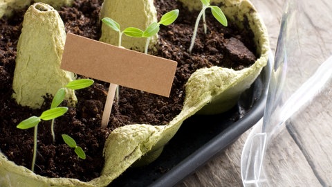 Anzuchthaus aus Eierkarton selber machen und Pflanzen vorziehen.