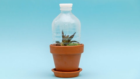 Anzuchthaus: Mini-Gewächshaus mit Flasche selber machen.