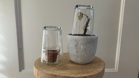 Anzuchtkasten aus Gläsern basteln